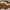 Luxury Oversized Square Sunglasses – Havana Brown