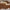 Luxury Oversized Square Sunglasses – Havana Brown