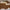 Rose Luxe Oversized Sunglasses – Brown Gradient