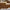 Royal Shield Sunglasses – Black Gold