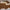 Royal Shield Sunglasses – Black Gold