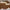 Rose Luxe Oversized Sunglasses – Brown Gradient